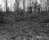 Churchill Property, Logging in Forest