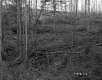 Churchill Property, Logging in Forest