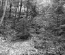 Churchill Property, Forest View