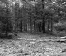 Churchill Property, Forest View
