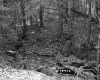 Churchil Property, Stream through Forest