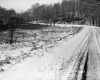 Cooke Property, Forest on Rural Road