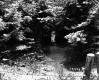 Cooke Property, Forest in Snow