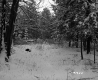 Cooke Property, Forest in Snow
