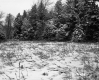 Cooke Property, Field and Forest in Snow