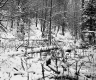 Cooke Property, Forest in Snow