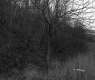 Grabowski Property, Forest View