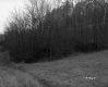 Grabowski Property, Forest View