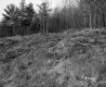 Grabowski Property, Cleared Slope and Forest
