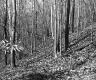 Grabowski Property, Forest View
