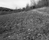 Grabowski Property, Crop Field