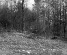 Grabowski Property, Forest View