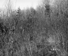 Grabowski Property, Forest View