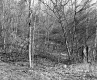 Grabowski Property, Forest View