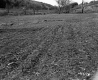 Grabowski Property, Crop Field