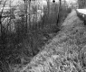 Grabowski Property, View of Railroad through Trees
