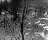 Alice Sutkoski Property, Forest in Snow