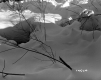 Alice Sutkoski Property, Spring in Snow