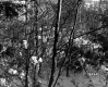 Alice Sutkoski Property, Forest in Snow
