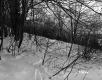 Burke Property, Forested Slope