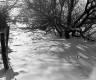 Arthur Erickson, Trees in Snow