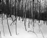 Arthur Erickson, Forest in Snow