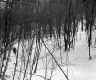 Arthur Erickson, Forest in Snow