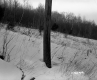Sanborn Property, Field and Forest