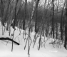 Sanborn Property, Forest in Snow