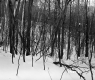 Henry Sutkoski Property, Forest in Snow