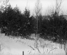 Henry Sutkoski Property, Forest in Snow