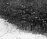 Henry Sutkoski Property, Forest in Snow