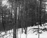 Henry Sutkoski Property, Forest in Snow