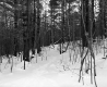 Henry Sutkoski Property, Forest in Snow