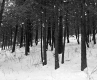 Henry Sutkoski Property, Forest in Snow