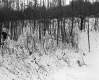 Henry Sutkoski Property, Forest in Snow
