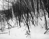 Henry Sutkoski Property, Forest in Snow
