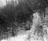 Henry Sutkoski Property, Forest in Snow