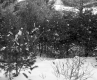 Gawet Property, Forest in Snow