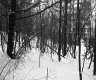 Gawet Property, Forest in Snow