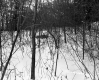 Gawet Property, Forest in Snow