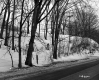 Sarah Dunton Property, Trees on Hill