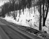 Sarah Dunton Property, Trees on Hill