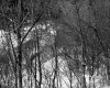 Fontaine Property, Forest View