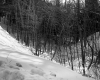Fontaine Property, Forest View