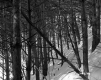 Fontaine Property, Forest View