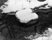 Spring at the Nelson Smith and Son Inc. Lumber Company