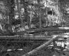 Drew's Property Near I-91