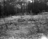 Woodbury Property, Field and Trees