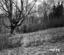 Corkins Property, Field and Trees